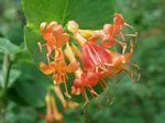 Orange Honeysuckle, Lonicera ciliosa