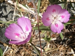 Farewell to Spring, Clarkia amoena