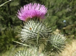 Bull Thistle, Cirsium arvense