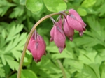 Pacific Bleeding Heart, Dicentra formosa