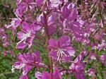 Fireweed, Epilobium angustifolium