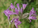 Hooker’s Onion, Allium acuminatum