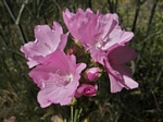 Mallow, Malva moschata