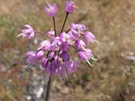 Nodding Onion, Allium cernuum