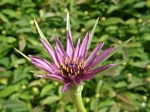 Purple Salsify/Oyster Plant, Tragopogon porrifolius