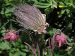 Old Man’s Whiskers, Geum triflorum