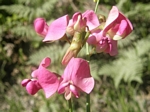 Everlasting-pea, Lathyrus sylvestris