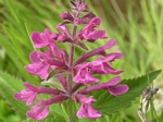 Cooley’s Hedge Nettle, Stachys cooleyae