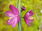 Satin Flower, Sisyrinchium douglasii