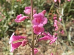 Parry Penstemon, Penstemon parryi