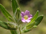 Slender Phlox, Phlox gracilis