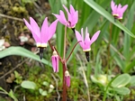 Tall Mountain Shooting Star, Dodecatheon jeffreyi