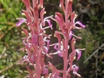 Western Coralroot, Corallorrhiza mertensiana