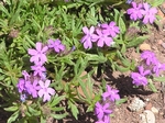 Rock Soapwort, Saponaria ocymoides