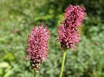 Great Burnet, Sanguisorba officinalis