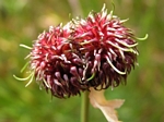 Wild Garlic, Allium vineale