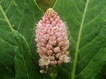 Water Smartweed, Polygonum amphibium