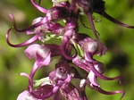 Elephant Head, Pedicularis groenlandica