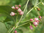 Snowberry, Symphoricarpos albus