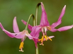 Pink Fawn Lily, Erythronium revolutum