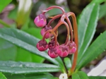 Prince's Pine, Chimophila umbellata