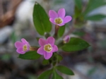 Variableleaf Collomia, Collomia heterophylla