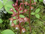 Spotted Coralroot, Corallorhiza maculata