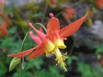 Red Columbine, Aquilegia canadensis