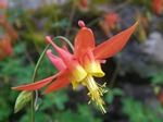 Red Columbine, Aquilegia canadensis