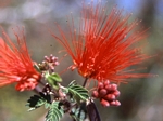 Baja Fairy Duster, Calliandra californica
