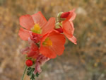 Desert Globe Mallow, Sphaeralcia ambigua