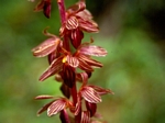 Striped Coralroot, Corallorhiza striata