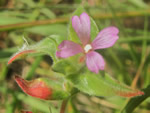Dense-flowered Willowherb, Epilobium densiflorum