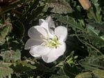 Tufted Evening Primrose, Oenothera caespitosa