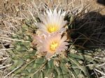 Bird’s Nest Cactus, Thelocactus rinconensis