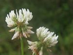 White Clover, Trifolium repens