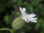 Parry's Catchfly, Silene parryi