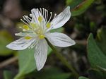 Three-leaf Goldenthread, Coptis trifolia