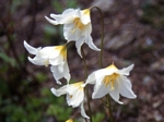 Avalanche Lily, Erythronium montanum