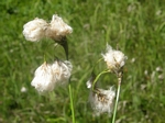 Common Cottongrass, Eriophorum angustifolium