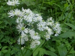 False Bugbane, Trautvetteria caroliniensis