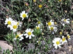 Fleabane Daisy, Erigeron divergens