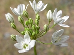 Fool's Onion, Brodiaea hyacinthina