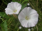 Hedge Bindweed, Convolvulus sepium