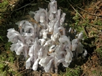 Indian Pipe, Monotropa uniflora