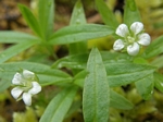 Big-leaved Sandwort, Moehringia macrophylla