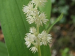 Star Flowered False Solomon’s Seal, Smilacina stellata