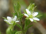 Thymeleaf Sandwort, Arenaria serpyllifolia
