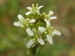 Tower Mustard, Arabis glabra