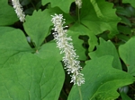Vanilla Leaf, Achlys triphylla